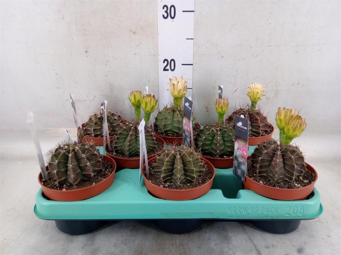 <h4>Gymnocalycium mihanov.   ...</h4>