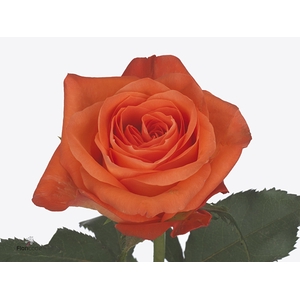 Rosa Copacabana