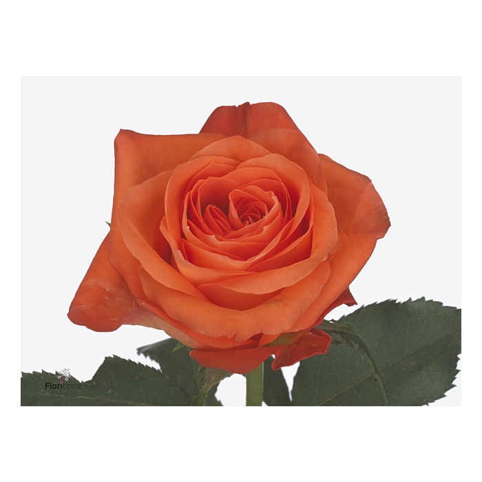 <h4>Rosa Espana</h4>