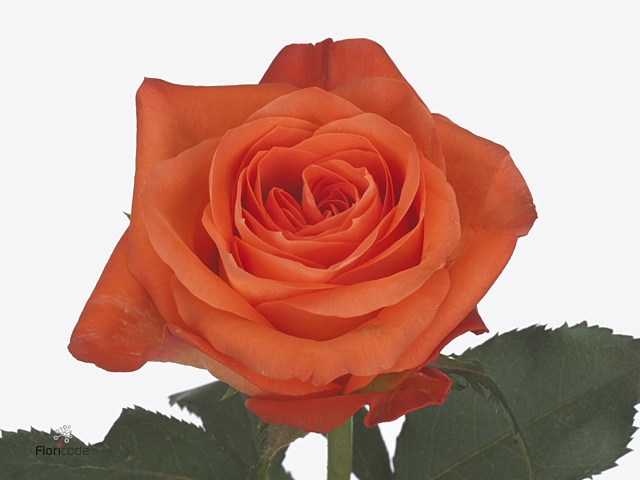 Rosa Copacabana