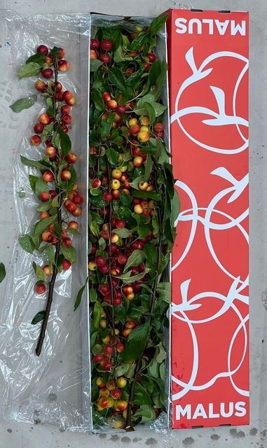 <h4>MALUS  'GORGEOUS'   ...SIERFRUIT</h4>