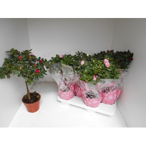 RHODO SI OV