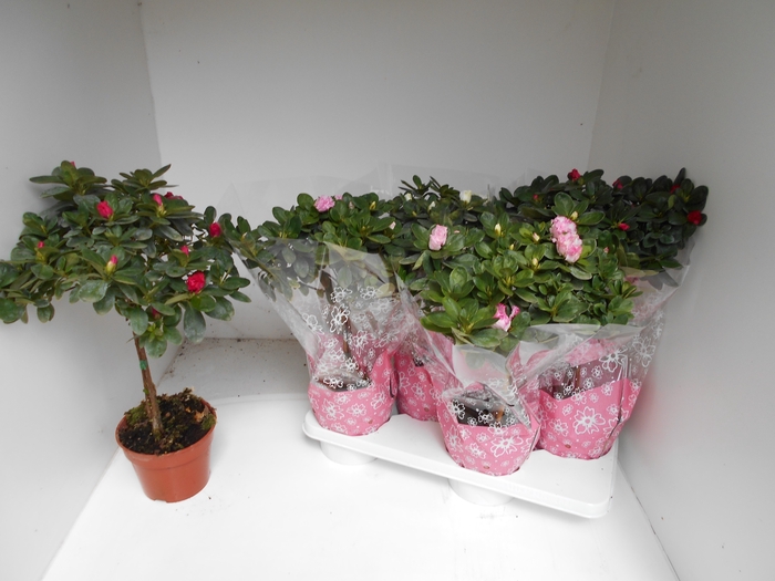 <h4>RHODO SI OV</h4>
