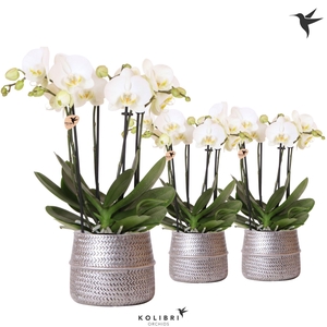 Kolibri Orchids Phalaenopsis Jewel Ghent 4 spike in Groove pot silver