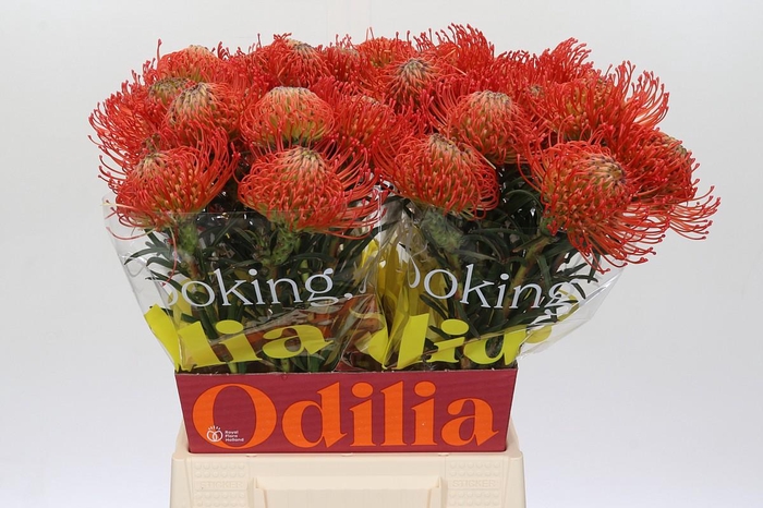 <h4>Nutans Succession</h4>