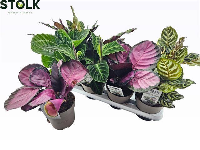 <h4>CALAT GEM 6 SRT</h4>