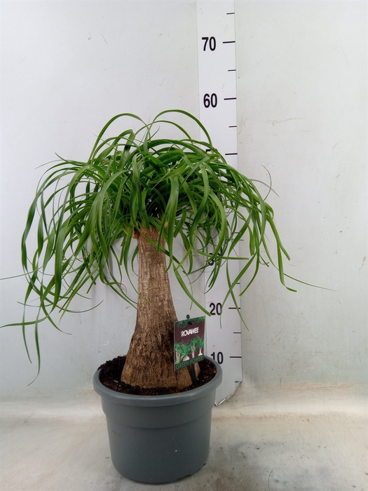 <h4>Beaucarnea recurvata</h4>