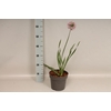 vaste planten 19 cm  Allium Bubble Bath