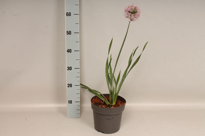 vaste planten 19 cm  Allium Bubble Bath