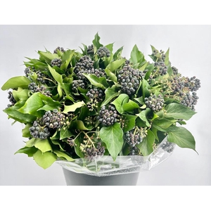 Hedera Black Berries