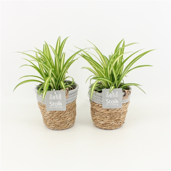 <h4>Chlorophytum Variegatum in Basket</h4>