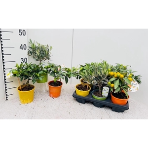 Algarve Mix Citrus & Olea mini-stem
