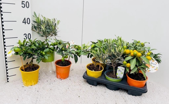 <h4>Algarve Mix Citrus & Olea mini-stem</h4>