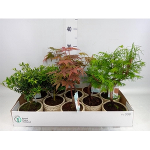 Bonsai   ...mix