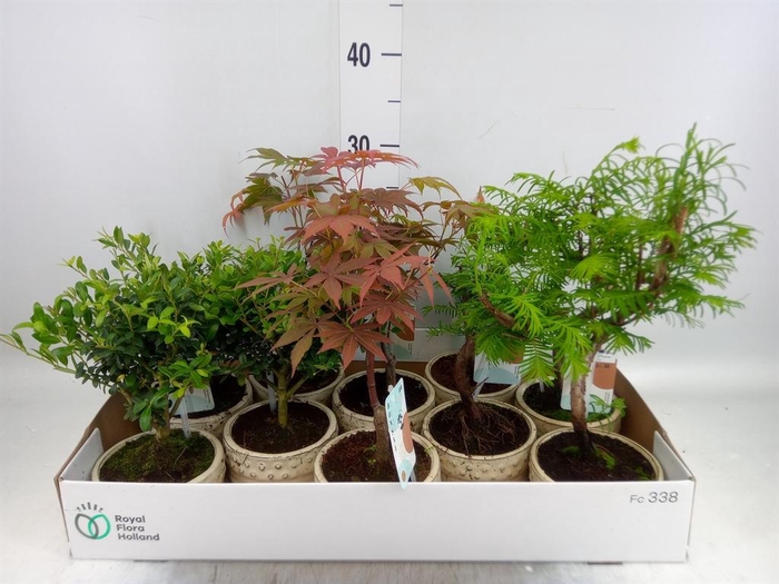 <h4>Bonsai   ...mix</h4>
