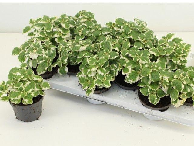 <h4>PLEC OV stock</h4>