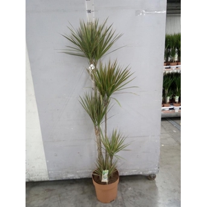 Dracaena marg. 'Bicolor'