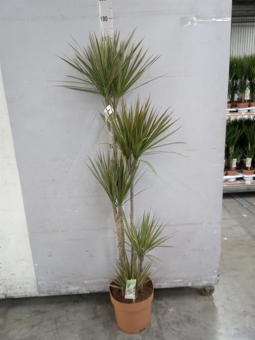 <h4>Dracaena marg. 'Bicolor'</h4>