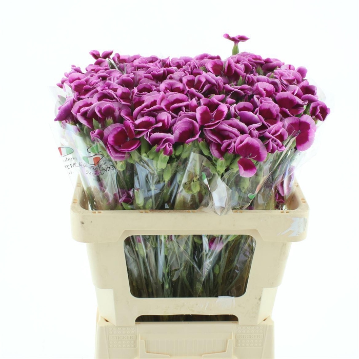Di Tr Simply Cerise Purple (gio) Extra