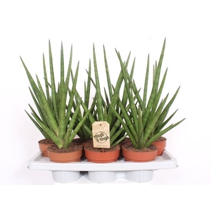 Sansevieria Tough Guy