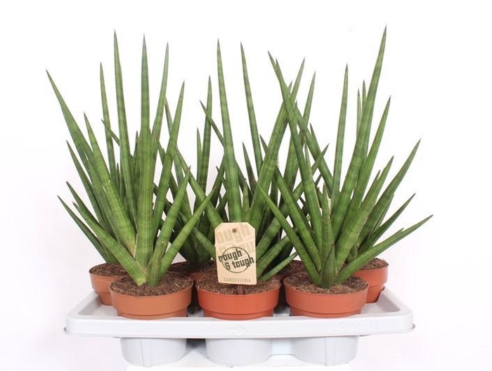 <h4>Sansevieria Tough Guy</h4>
