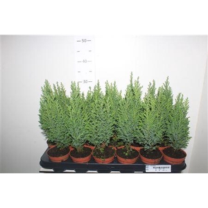 ** Cham L Ellwoodii * Autumn Promo *