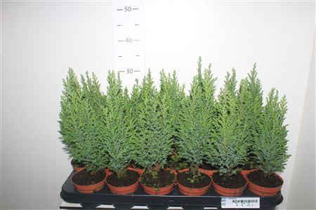 <h4>** Cham L Ellwoodii * Autumn Promo *</h4>