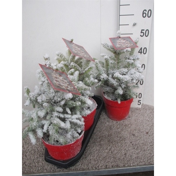 <h4>Picea Super Blue 40 cm P19 sneeuw</h4>