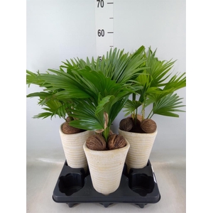 Livistona rotundifolia