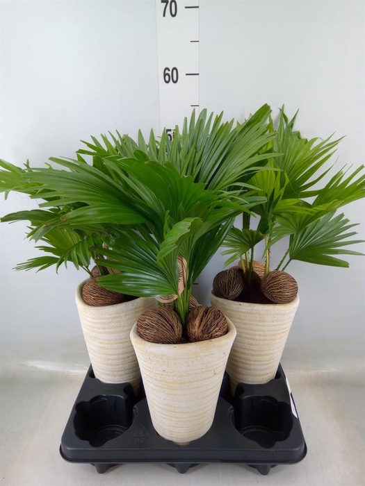 <h4>Livistona rotundifolia</h4>