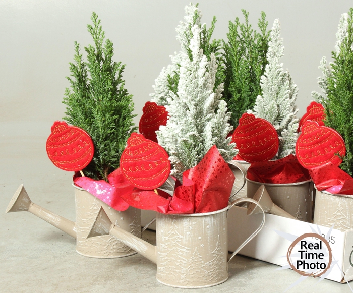 <h4>CHAM L ELLWOODII</h4>