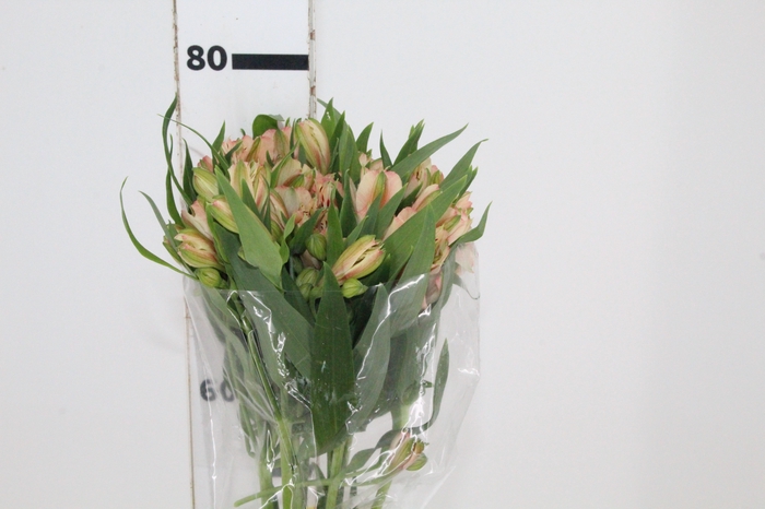 <h4>ALSTROEMERIA CANYON 080 CM</h4>