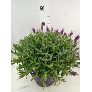 Lavandula stoec.
