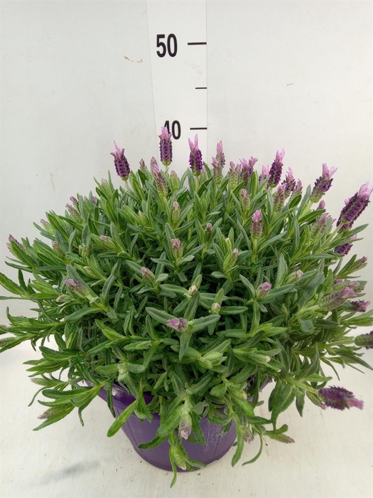 <h4>Lavandula stoec.</h4>