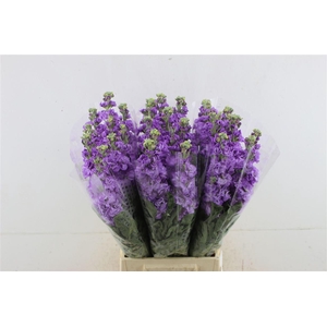Matth Iron Lavender