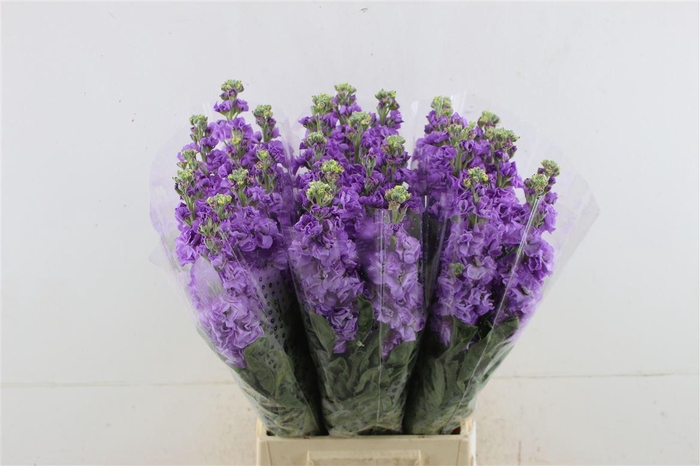 <h4>Matth Iron Lavender</h4>