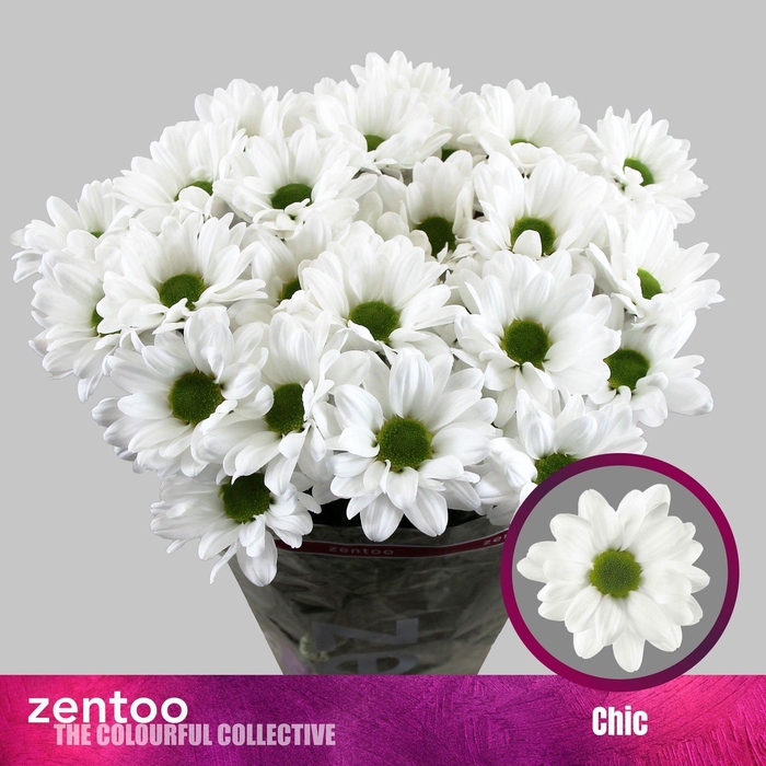 <h4>CHRYSANTHEMUM TR 'CHIC'</h4>
