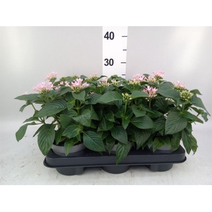 Pentas lanceolata 'Starclust Rose'