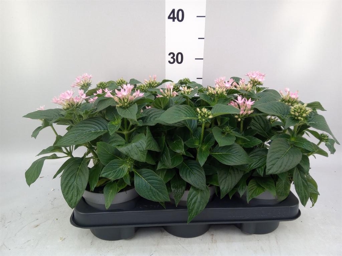 <h4>Pentas lanceolata 'Starclust Rose'</h4>