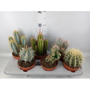 Cactus   ...mix