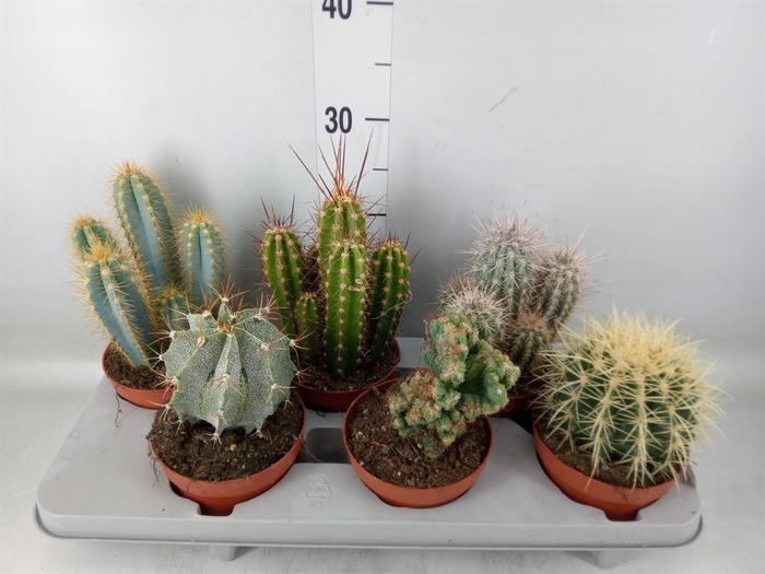 <h4>Cactus   ...mix</h4>