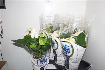 <h4>Anthu A Arisa White 5+</h4>