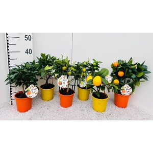 Citrus Mix 2+ Var bush/stem/trellis