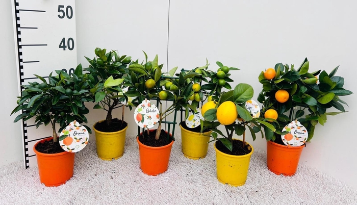 <h4>Citrus Mix 2+ Var bush/stem/trellis</h4>