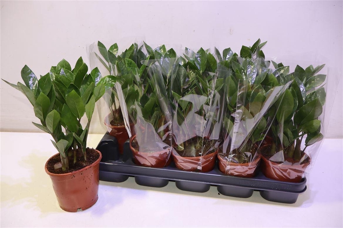 <h4>Zamio Zamiifolia</h4>