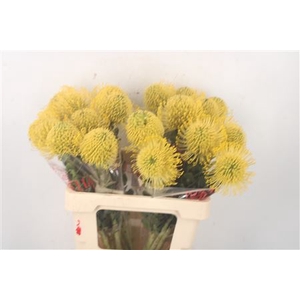 Leuco Co High Gold