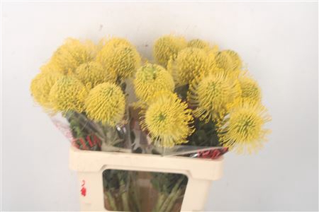 <h4>Leuco Co High Gold</h4>