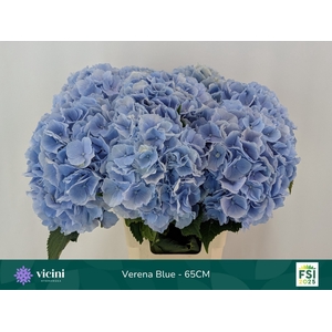 HYDR M CH VERENA BL