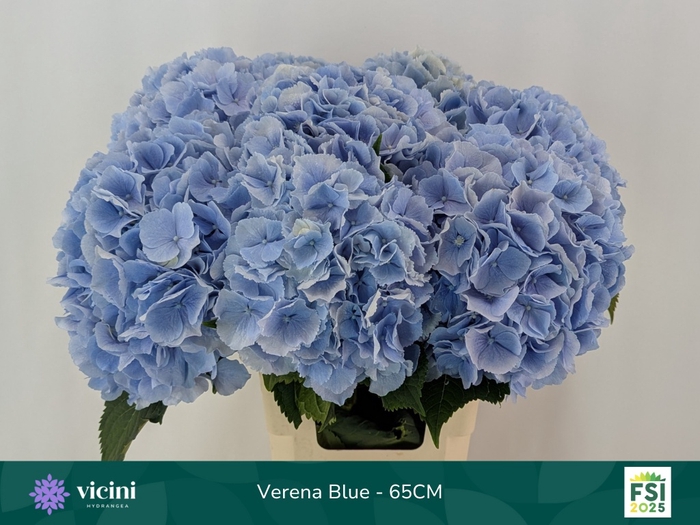 <h4>HYDR M CH VERENA BL</h4>