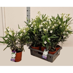 NERI OLEANDER